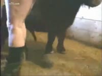 Horse anal sex with a gay
